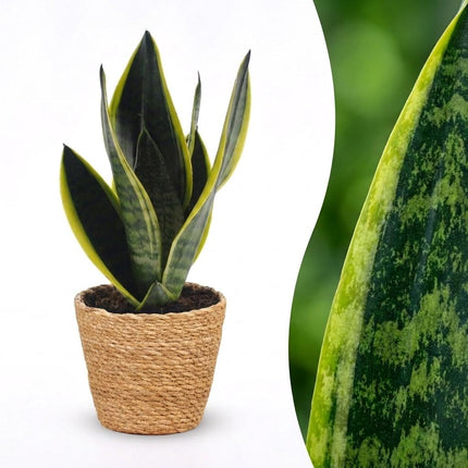 Sansevieria Future Superb - Vrouwentong - met Mand - Pot 12cm - Hoogte 35cm
