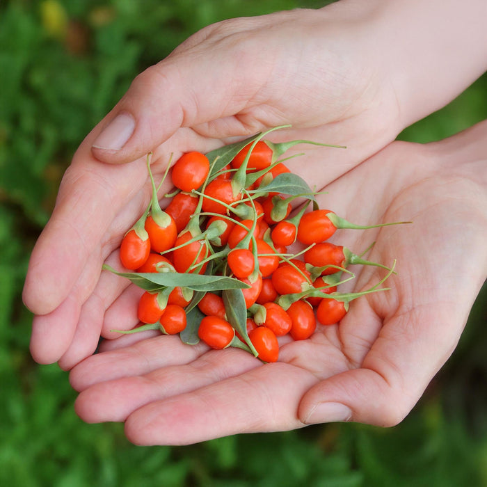 Goijbes - Lycium Barbarum - Rustique - 6 Plantes - Pot 9 cm - Orange - Fruit Rouge