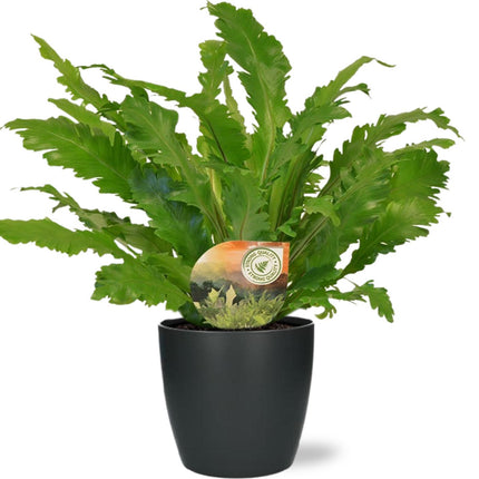 Asplenium Campio - ↕50cm - Ø17cm + Maceta Bruselas D18x17cm - Antracita