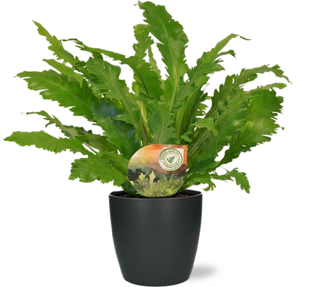 Asplenium Campio - ↕50cm - Ø17cm + Potte Bruxelles D18x17cm - Antracit