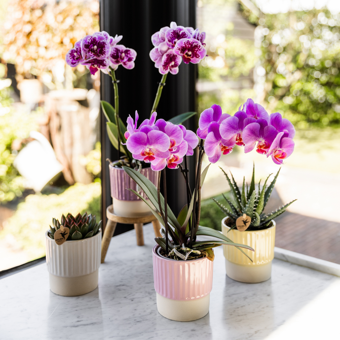 Kolibri Home | Butter sierpot  - Pink