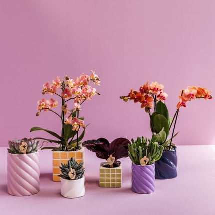 Calathea Dottie - Kolibri Greens - Ø6cm