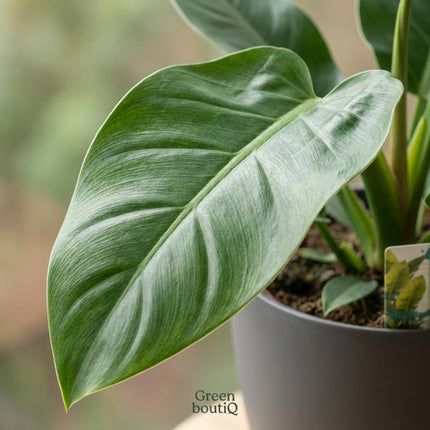 Philodendron Imperial Green - met grijze pot - ↕65cm - Ø19cm