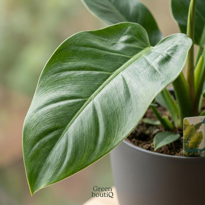Philodendron Imperial Green - met grijze pot - ↕65cm - Ø19cm
