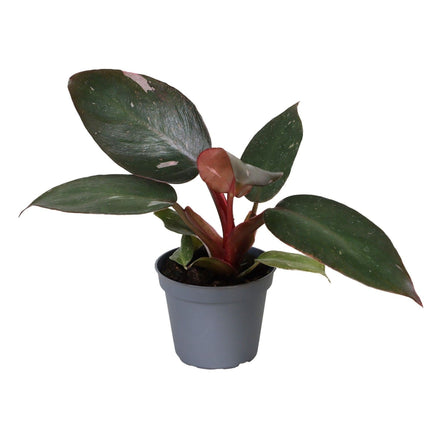 Philodendron Pink Princess - Groen - Roze - Tropisch - Ø6cm - ↕12cm