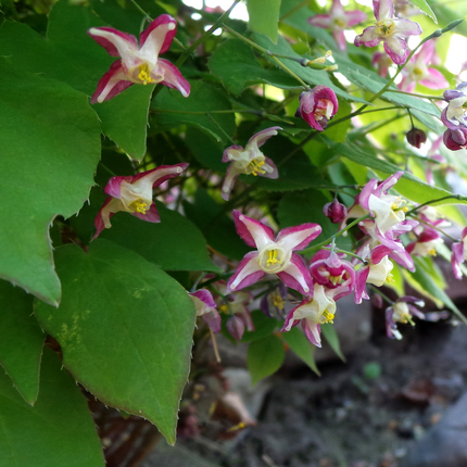 Epimedium rubrum - Elfenbloem - ↕10-25cm - Ø9cm - 60x