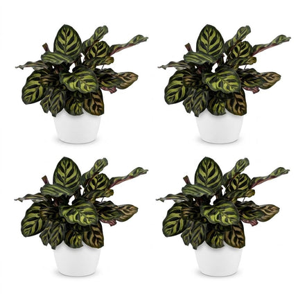 Calathea Makoyana - Pauwenplant - met witte pot - ↕25cm - Ø12cm - 4x