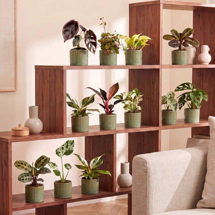 Baby Plants Surprise Box 12x - Verrassingsbox kleine planten - Diversen - Tropisch - incl. Linnea Olive - Ø6cm - ↕5-15cm