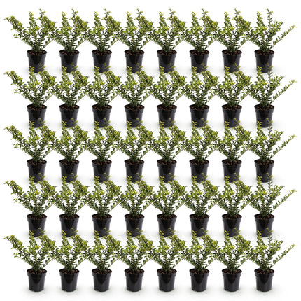 Ilex crenata Golden Gem - Japanse Hulst - 40x Haagplanten - Groenblijvend - Geel - Pot 9cm - Hoogte 20-30cm