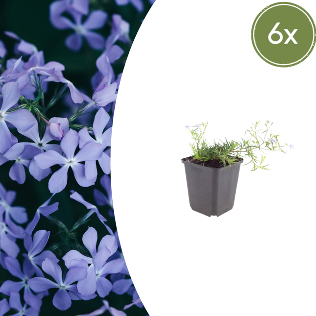Phlox subulata 'Emerald Cushion Blue' - Phlox strisciante - ↕10-25cm - Ø9cm - 6x