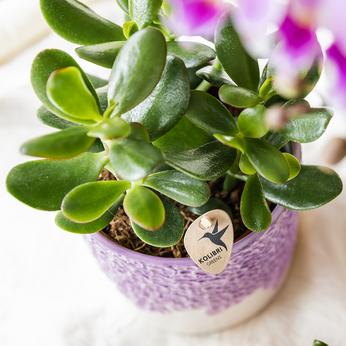 Kolibri Company | Combi deal | Bloom sierpot paars – set 6cm + 9cm + 12cm