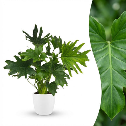 Philodendron Lickety split - met witte pot - ↕70cm - Ø19cm