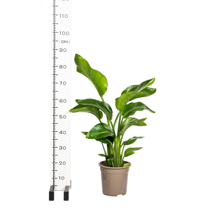 Strelitzia Nicolai met mand - ↕90-110cm - Ø21cm