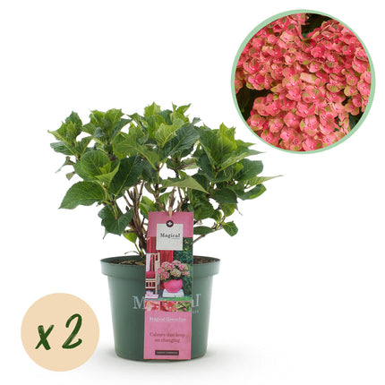 Hortensia - Hydrangea Magical Green Fire - Roze Groen - 6-10 Bloemen - 2x- ↕55cm - Ø23cm