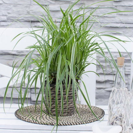 Carex morrowii 'Ice Dance' - ↨30cm - Ø14 - 3x