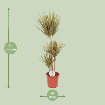 Dracaena Bicolor - Pianta del drago - ↕115cm - Ø24cm