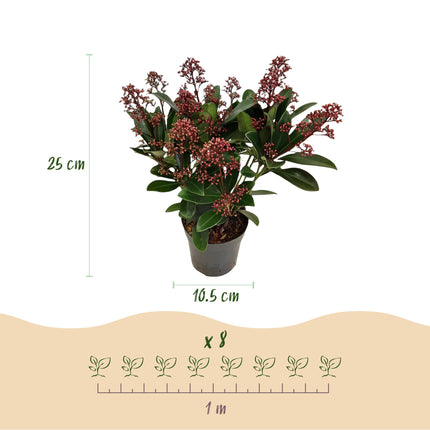 Skimmia Japonica Rubella - Bloem Rood - 10+ Bloemen - ↕25cm - Ø10,5cm - 2x