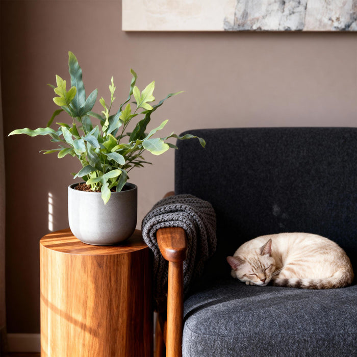 Phlebodium aureum Blue Star - Blauwe Varen - Huisdiervriendelijk - Blauw - 4 Planten - Pot 12cm - Hoogte 25-30cm