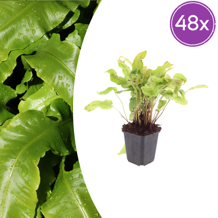 Tongvaren - Asplenium scolopendrium - ↕10-25cm - Ø9cm - 48x