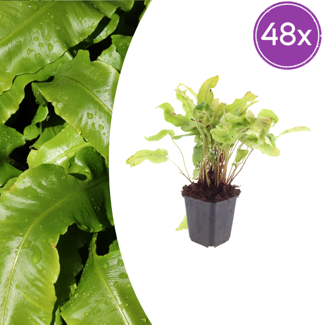 Felce lingua - Asplenium scolopendrium - ↕10-25cm - Ø9cm - 48x
