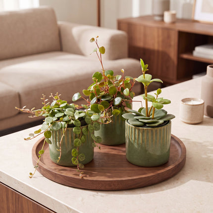 Baby Peperomia Mix 3x - Groen - Rood - Tropisch - incl. Linnea Olive - Ø6cm - ↕5-15cm