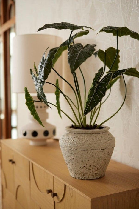 Alocasia Kunstplant - ↕80cm