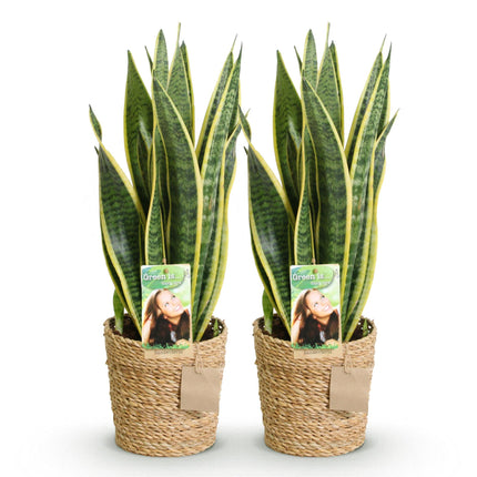 Sansevieria Laurentii - Snake Plant - with basket - ↕60-70cm - Ø17cm - 2x