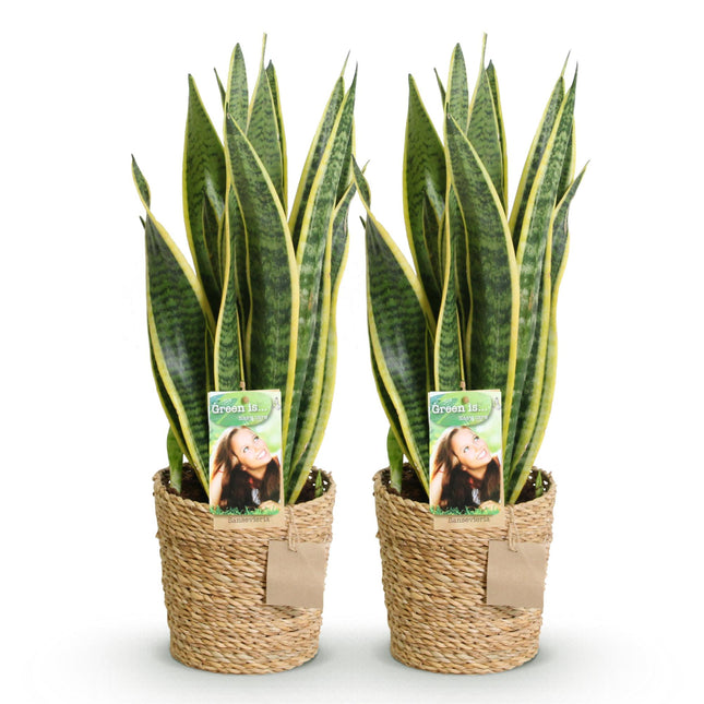 Sansevieria Laurentii – Schwiegermutterzunge – mit Korb – ↕60–70 cm – Ø17 cm – 2 Stück