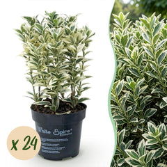Collection image for: Euonymus Japonicus (zamiennik bukszpanu)