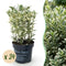 Euonymus Japonicus (Buxus Vervanger)