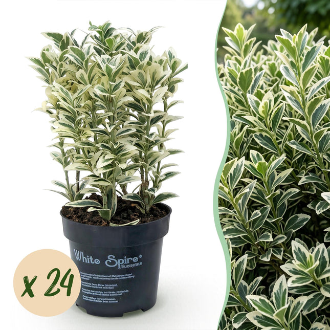 Euonymus japonicus White Spire - Kardinaalsmuts - 24x Haagplanten - Groenblijvend - Wit - Groen - Pot 9cm - Hoogte 20-30cm