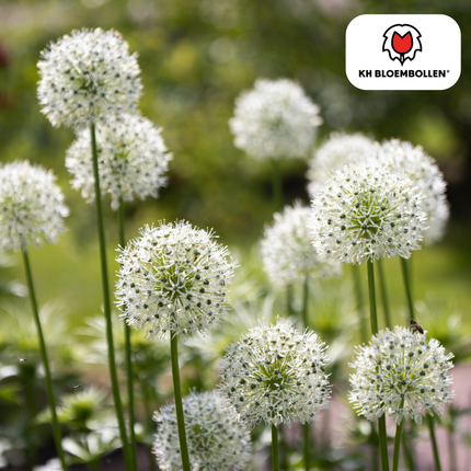 Allium White Giant - Flower Bulbs - 5x