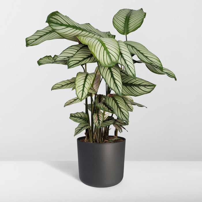 Calathea Whitestar - Pauwenplant - Ø19cm - ↕50cm