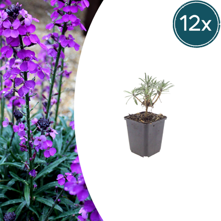 Erysimum 'Bowles' Mauve' - Steenraket - ↕10-25cm - Ø9cm - 12x