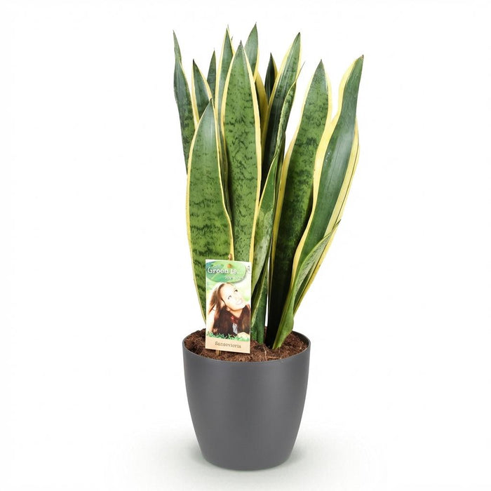 Sansevieria Laurentii - Vrouwentong - met grijze plantenpot - ↕70-80cm - Ø21cm