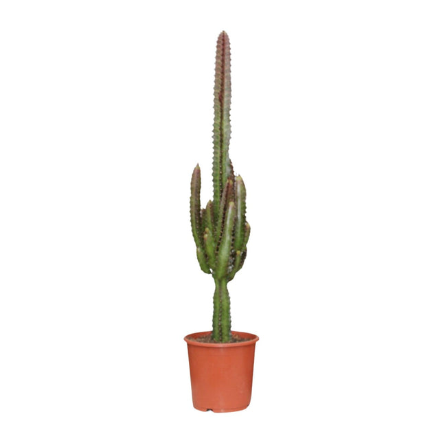 Euphorbia Trigona Rubra - ↕70cm - Ø17cm