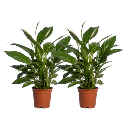 Spathiphyllum Vivaldi - Lepelplant - ↕70cm - Ø17cm - 2x