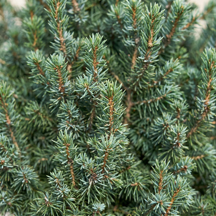 2x Picea glauca Sander's Blue - Blauwe kegelspar - Blauw - Kerstboom - Ø23cm - ↕60cm