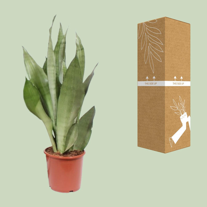 Sansevieria Moonshine - Vrouwentong - ↕60cm - Ø17cm