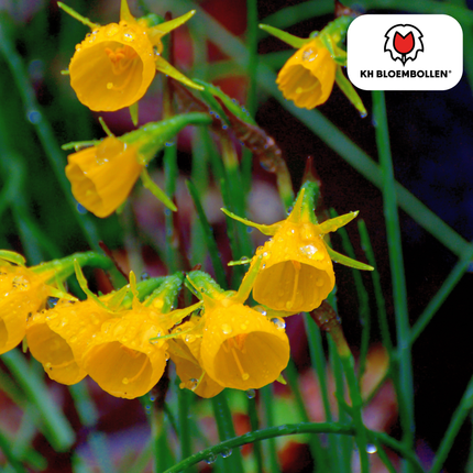Clochettes dorées Narcisses 25 pièces