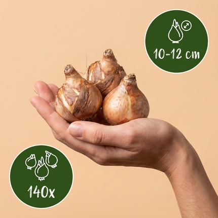 140x Narcissus Yellow - Bloembollen - Gele narcis - Geel - Voorjaarsbloeier - Bolmaat 10/12