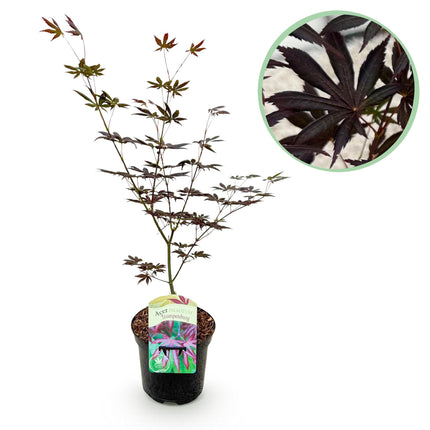Japansk ahorn - Acer palmatum Trompenburg - Mørkelilla - ↕70cm - Ø19cm