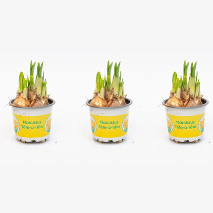 Narcissus ‘Tête-à-Tête’ - ↕15–20cm - Ø9cm