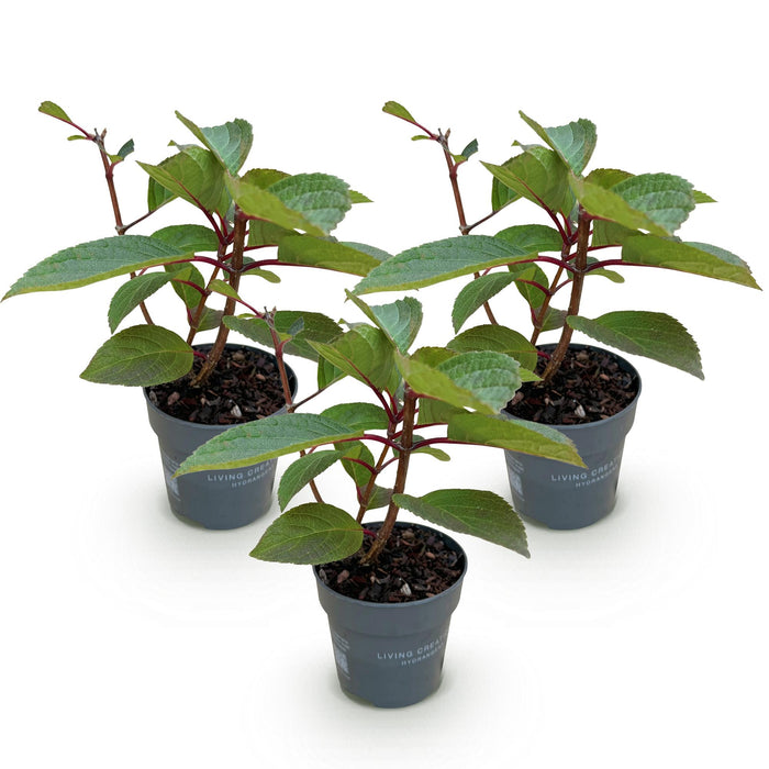 Hydrangea panniculata Living Infinity - Pluimhortensia - Wit - ↕20-30cm - Ø12cm - 3x