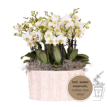 Kolibri Orchids | Hvid Mono Bouquet Blossom Lausanne i østersskål