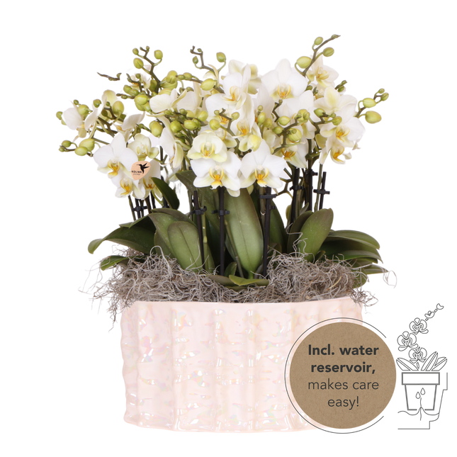 Kolibri Orchids | Witte Mono Bouquet Blossom Lausanne in Oyster Dish