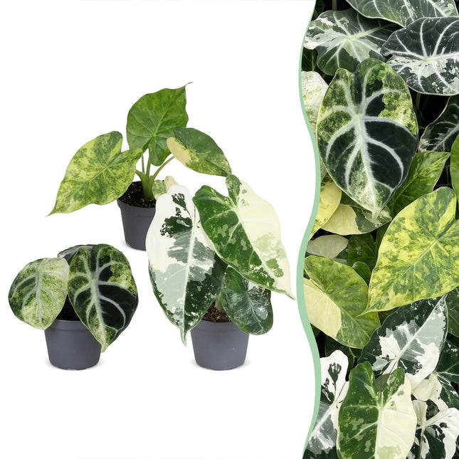 Baby Alocasia Tricolour Variegata 3x - Groen - Zwart - Variegata - Tropisch - Ø6cm - ↕5-15cm