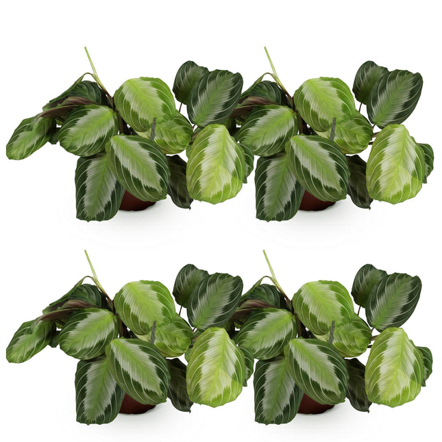 Maranta Fascinator Silverband - Planta de oración - ↕30-35cm - Ø12cm - 4x