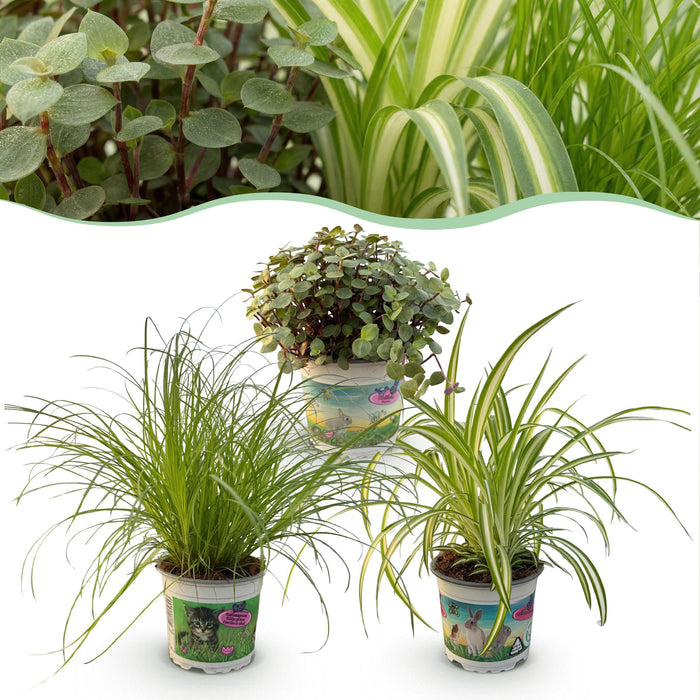 Plantenbox - Cyperus - Calissia - Chlorophytum - Mix van 3 - Huisdiervriendelijke Planten - Pot 12cm - Hoogte 20cm