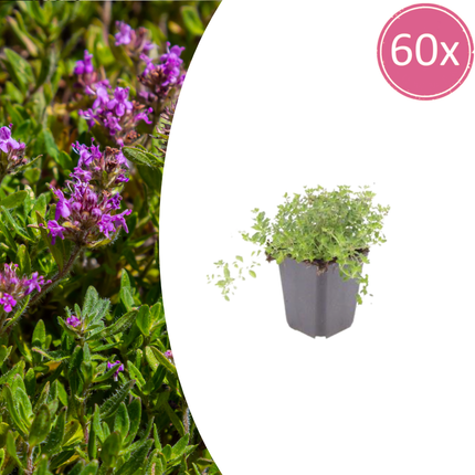 Thymus serpyllum - Kruiptijm - ↕10-25cm - Ø9cm - 60x